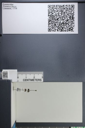 Media type: image;   Entomology 532329